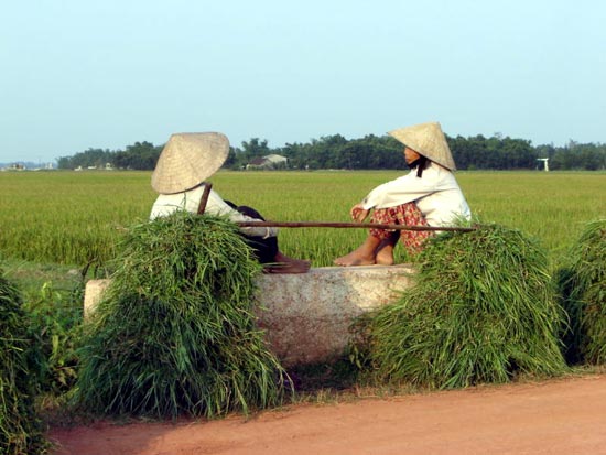Vietnamiennes devant une rizière 