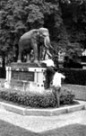 L'éléphant du Jardin Botanique